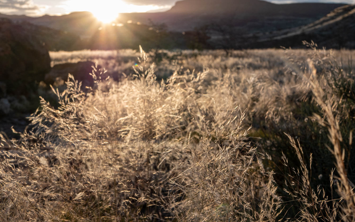 Golden morning light through desert grasses